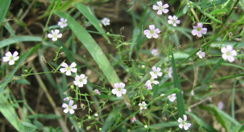 Çöven Otu Nedir, Faydaları Nelerdir?
