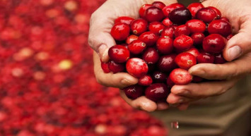 Cranberry nedir, nasıl tüketilir? Bin bir derde deva olan turna yemişi faydaları şaşırttı!