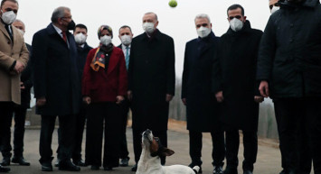 Cumhurbaşkanı Erdoğan, Ziyaret Ettiği Barınakta Oyun Oynadığı Köpeği Sevdi: 'Sahiplenebilirim'