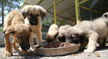 Cumhurbaşkanı Recep Tayyip Erdoğan talimat verdi: 81 ilde sokak hayvanları için barınaklar ve rehabilitasyon merkezleri kurulacak!