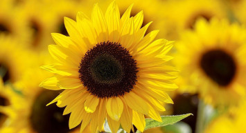 Cumhurbaşkanı'ndan ayçiçeğinde çok kritik destek kararı!