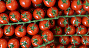 Çürümeye Dayanıklı Yerli Tohum Geliştirildi