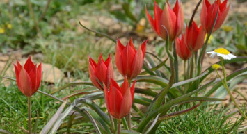 Dağları dolaşarak onu bulmaya çalışıyorlar: O tarihten sonra bir daha rastlanmadı