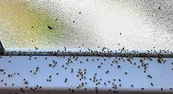 Dantel Böcekleri Kırklareli'yi Esir Aldı!