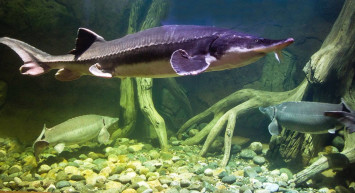 Denizin derinliklerinden servet çıkardı: Değeri tam 2 milyon TL