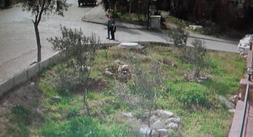 Denizli'de başıboş 5 köpek 9 yaşındaki küçük çocuğu hedef aldı: Ölü taklidi yaparak kurtuldu!