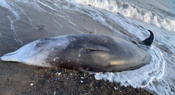 Deprem doğal yaşamı da etkiledi: 7 balina cesedi sahile vurdu