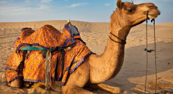 Deve Sidiği Hadisi ve Faydaları