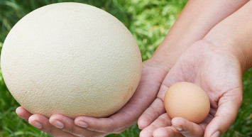 Devekuşu Yumurtası Nedir, Nasıl Kullanılır?