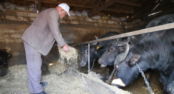 Devlet desteğiyle manda yetiştirmeye başlayan çiftçi, şimdi de sürüsünü artırmak istiyor!