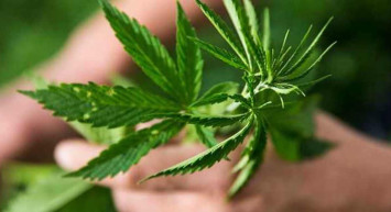 Devlet destekli kenevir ekimi başladı! Kenevir ekimi hibe desteği için gerekli evraklar ve başvuru şartları