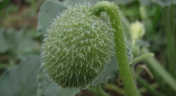 Dikkat sağlığınızdan olmayın! Kocakarı ilacı olarak bilinen eşek hıyarının zararları nelerdir?