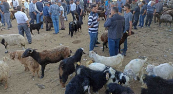 Dinen kurban olarak kesilmesi kabul edilmiş hayvan türleri hangileridir? Büyükbaş ve küçükbaş kurbanlık hayvanlar