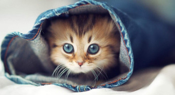 Dişi ve erkek kedilere ne isimler verilir? Kedilerin cinsiyetine göre en uygun isimler