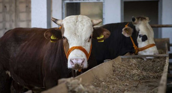 Diyanet İşleri Başkanı Ali Erbaş açıkladı: İşte 2022 vekalet yoluyla kurban kesim bedeli fiyatı