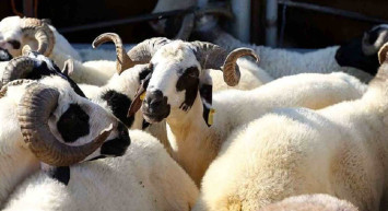 Diyanet kurban bağış fiyatları kaç TL? Küçükbaş ve büyükbaş Migros A101 Carrefour kurbanlık fiyatları