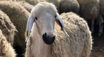 Diyanet kurban fiyatları belli oldu mu? Diyanet Kurban bağış fiyatı ne kadar? 2022 Diyanet vekaletle kurban bağış fiyatı