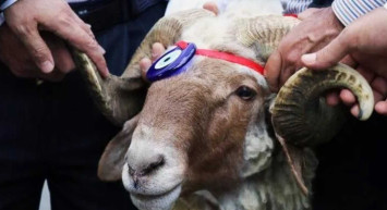 Diyarbakır kurbanlık fiyatları ne kadar? 2022 Diyarbakır büyükbaş, küçükbaş kurbanlık hisse fiyatları