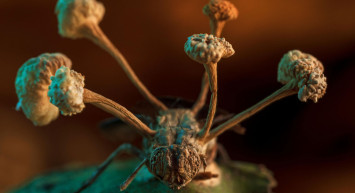 Dizilere konu olan zombi mantar sonunda İstanbul’da gözüktü