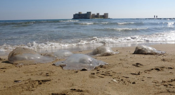 Doğa intikamını alıyor: Akdeniz denizanalarına teslim oldu!