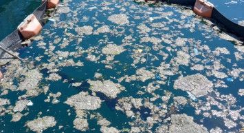 Doğal Çözüm Kapıda! Bakteriler Deniz Salyasını Yok Ediyor mu?