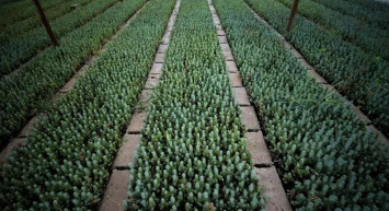 Doğu Akdeniz'de Yanan Ormanlık Alanlar Ağaçlandırılıyor!