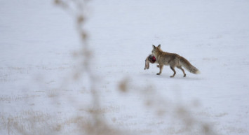 Doğudaki yoğun kar yaban hayatını olumsuz etkiliyor