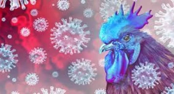 DSÖ,  kuş gribi virüsü nedeniyle ilk ölümcül vakayı doğruladı