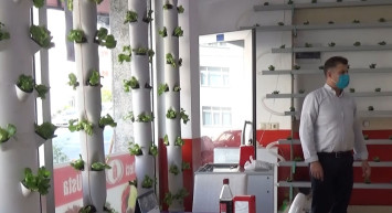 Dükkanının Duvarında Marul Yetiştiriyor, Müşteriler Dekor Sanıyor