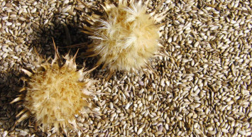 Dulavrat otu nedir, faydaları nelerdir? Sedef hastalığının doğal ilacı dulavrat otunun yararları