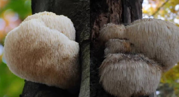 Dünyada oldukça nadir görülüyor: Dokunana hapis cezası bile veriliyor