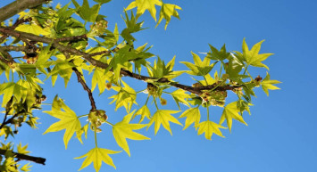 Dünyada sadece Amerika ve Muğla’da var: Kilosu 5 bin liradan satılıyor