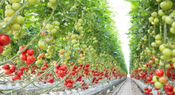 Dünyanın en büyük sera topluluğu hazır: Yıllık 250 bin ton sebze üretilecek