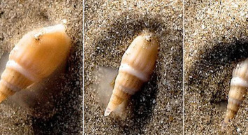 Dünyanın en tehlikeli türlerinden olan Koni salyangozu Türkiye'de! Dokunuşu ölüme neden oluyor