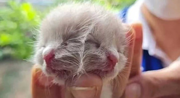 Dünyayı şaşkına çeviren iki yüzlü kedi! Üzücü haber geldi