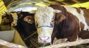 Düzce kurbanlık fiyatları ne kadar? 2022 Düzce büyükbaş, küçükbaş kurbanlık hisse fiyatları