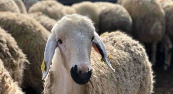 Edirne kurbanlık fiyatları ne kadar? 2022 Edirne büyükbaş, küçükbaş kurbanlık hisse fiyatları