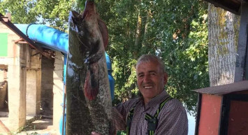 Edirne'de şaşırtan olay! Boyundan büyük balık ağına takıldı