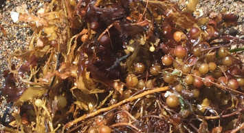 Ege Denizi'nde Görülmeye Başlanan Sargassum Nedir?