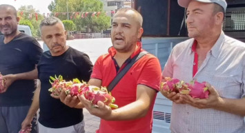 Ejder Meyvesi Üreticisinin Dramı: Aracıya Sinirlendi Vatandaşa Dağıttı!