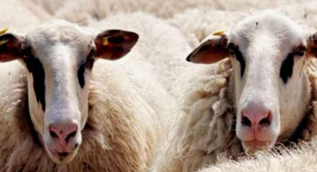 Elazığ kurbanlık fiyatları ne kadar? 2022 Elazığ büyükbaş, küçükbaş kurbanlık hisse fiyatları