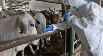 Elazığ’da şap hastalığı alarmı: Hayvanların tamamı kesime gönderildi