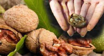 Eldeki inatçı ceviz lekelerine kesin çözüm! 6 etkili çözüm ile eldeki ceviz lekelerinden kurtulun