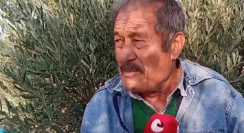 Emeklilerin geçim kapısı: Zeytincilik!