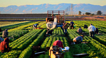 Analistler süreci değerlendirdi: Emtia piyasasında sert düşüş