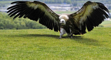 En büyük kuşlar hangileridir? En büyük kuş türleri ve isimleri