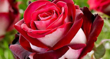 En güzel cuma mesajları! Resimli ve sözlü Cuma mesajları 2022