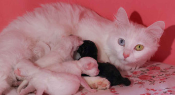 En güzel Van kedisi seçilen Mia anne oldu: Siyah yavrusunu gören ziyaretçiler şaşırıyor!