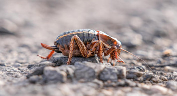 Ender görülen Yamyam Çekirge Şırnak'ta ortaya çıktı: Dicle Üniversitesi harekete geçti!