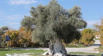 Enerji ve Tabii Kaynaklar Bakanlığı, maden sahalarında bulunan zeytin ağaçlarının kesilmeyip taşınacağını belirtti